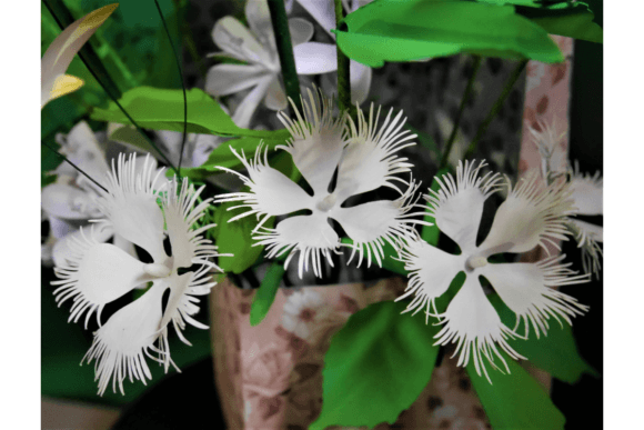 Dianthus Arenarius 3D SVG Paper Flowers
