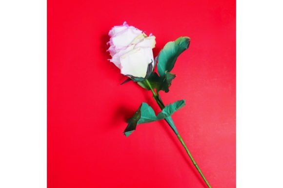 Ecuadorian Rose 3D SVG Paper Flowers