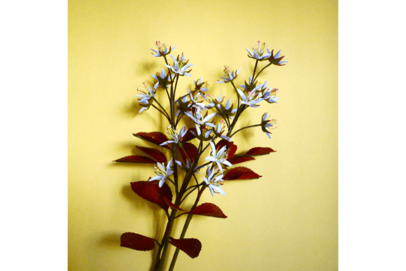 North American Amelanchier 3D SVG Flowers