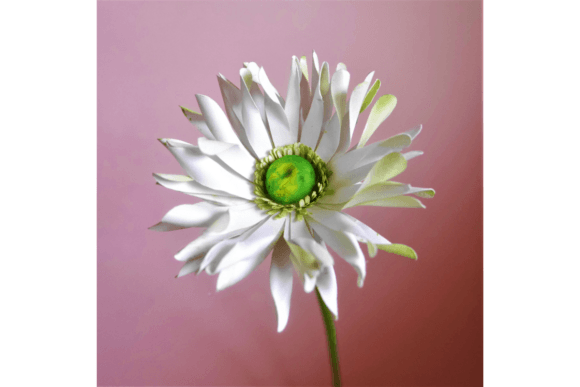 Pastrini Gerbera 3D SVG Paper Flowers